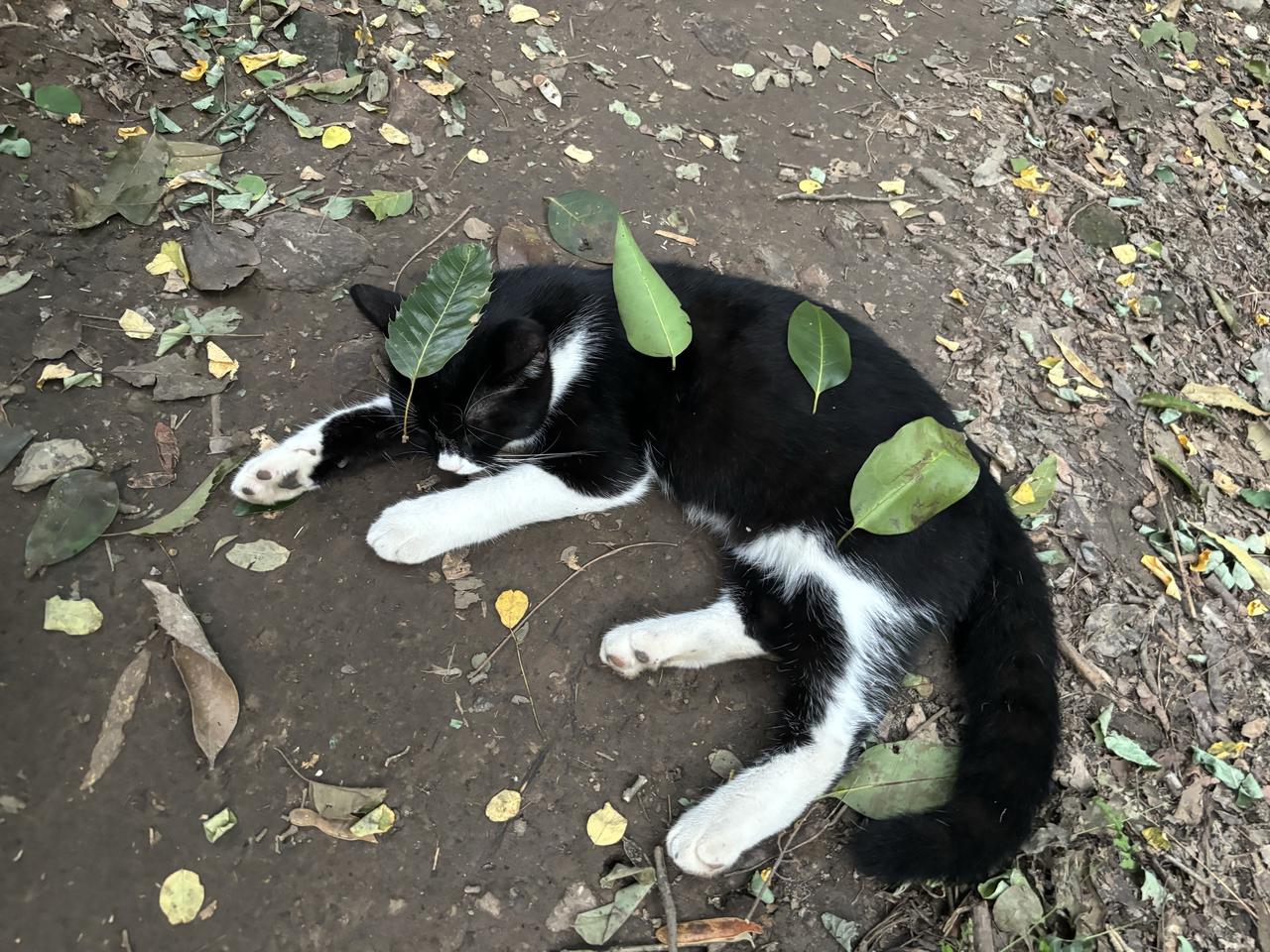 叶落猫眠